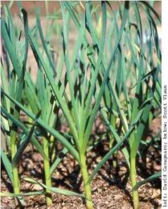 Plant Great Garlic Image